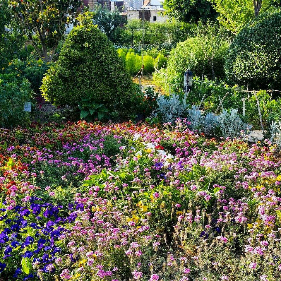 ازهار الحديقة البيئية بالشام