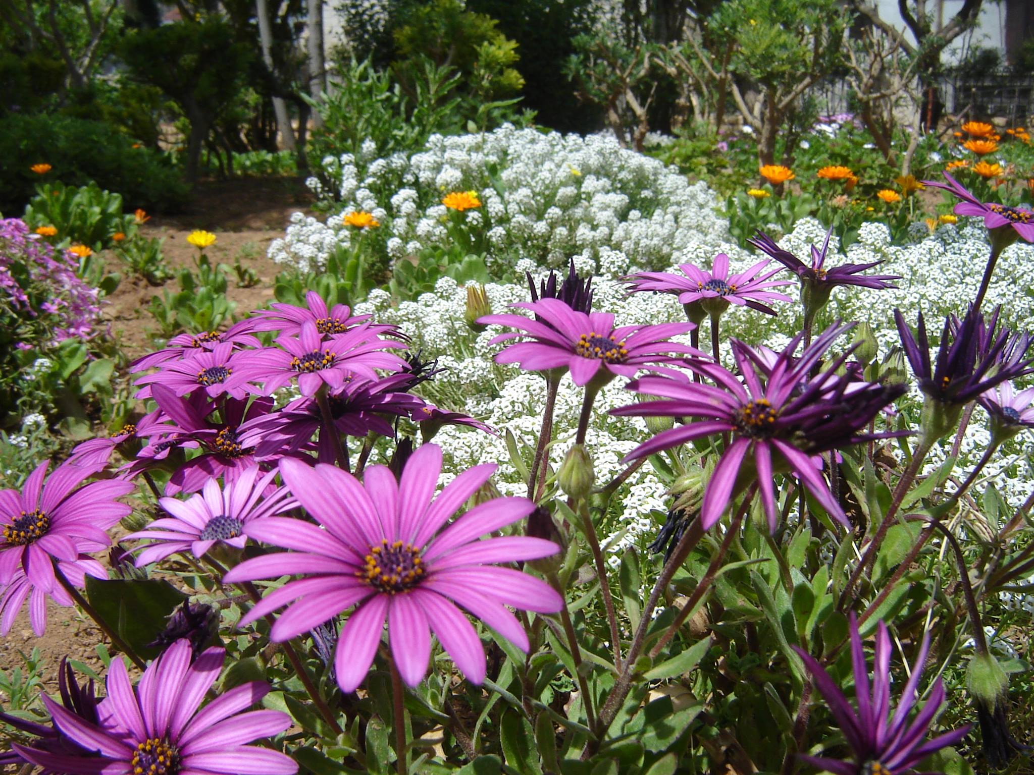 ورود الحديقة البيئية بالشام